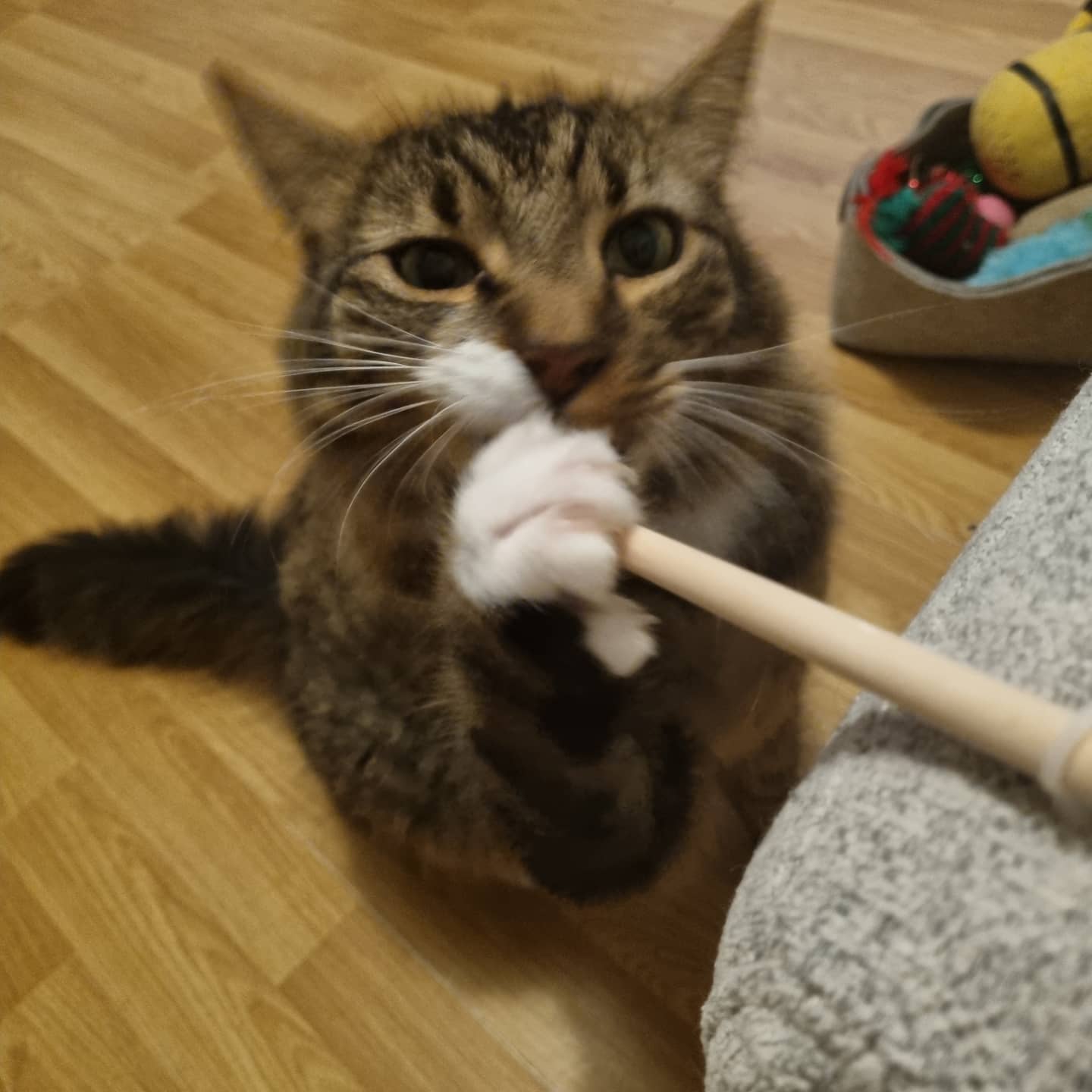 A cat in Jackie's care