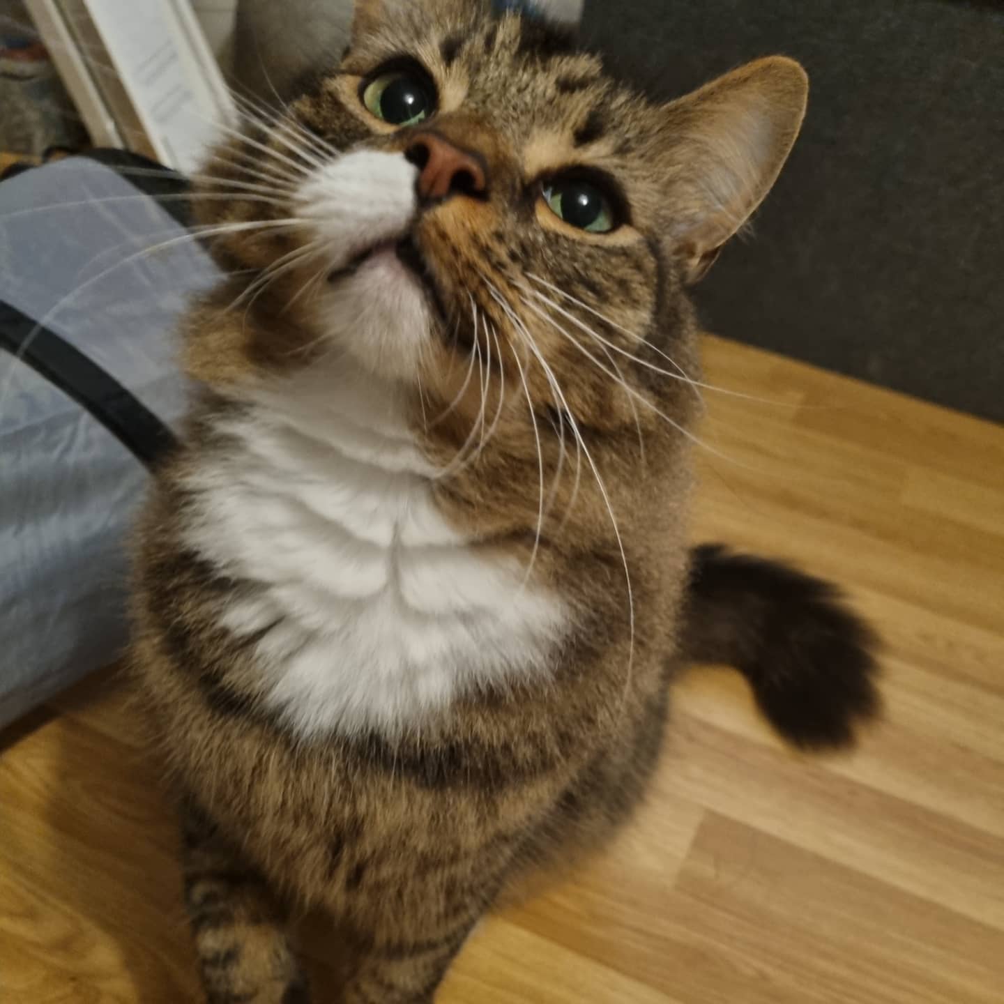 A cat in Jackie's care