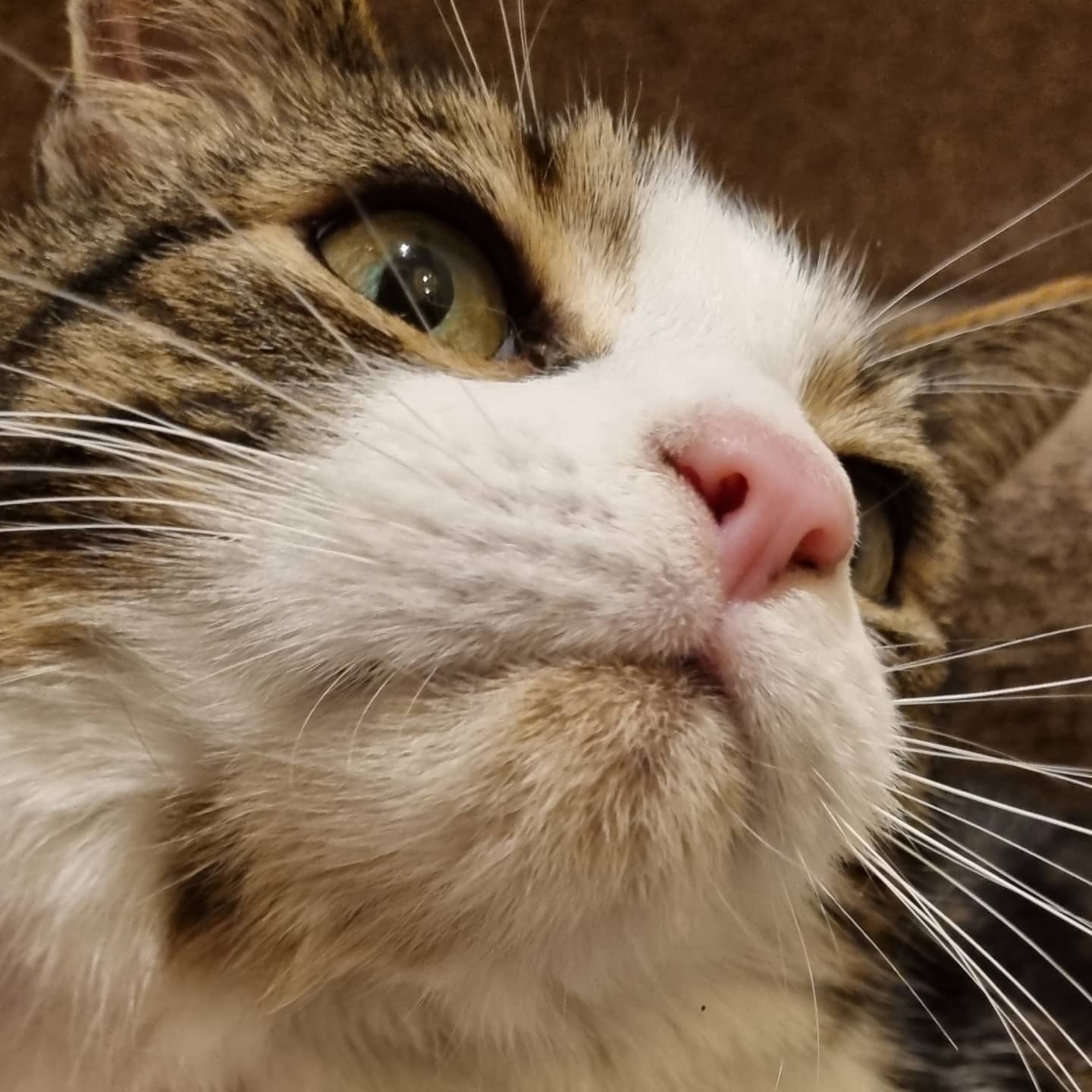 A cat in Jackie's care