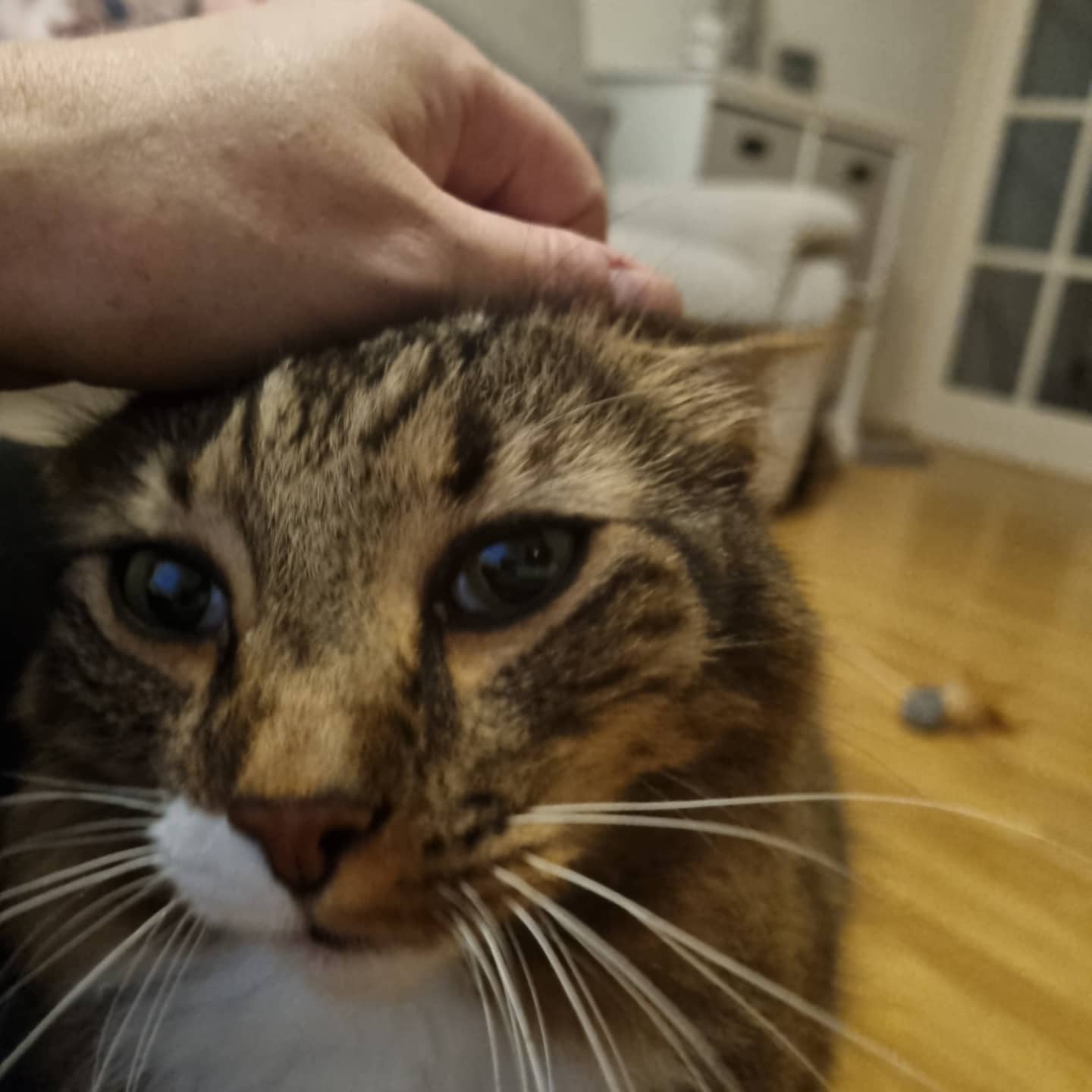 A cat in Jackie's care