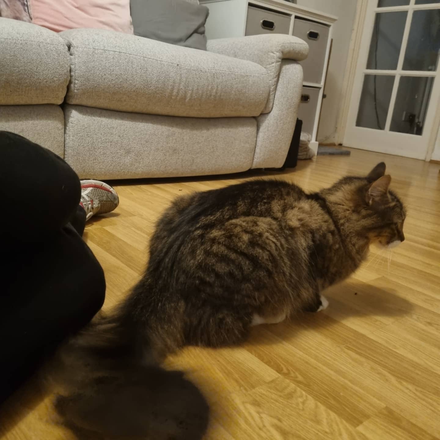 A cat in Jackie's care