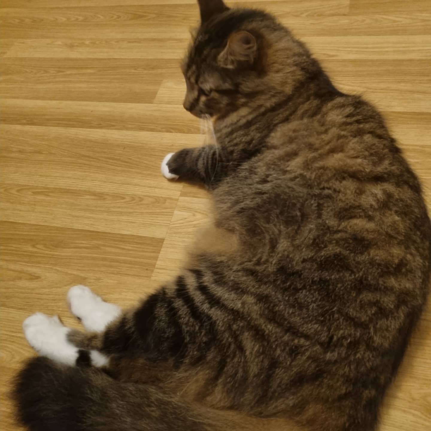 A cat in Jackie's care