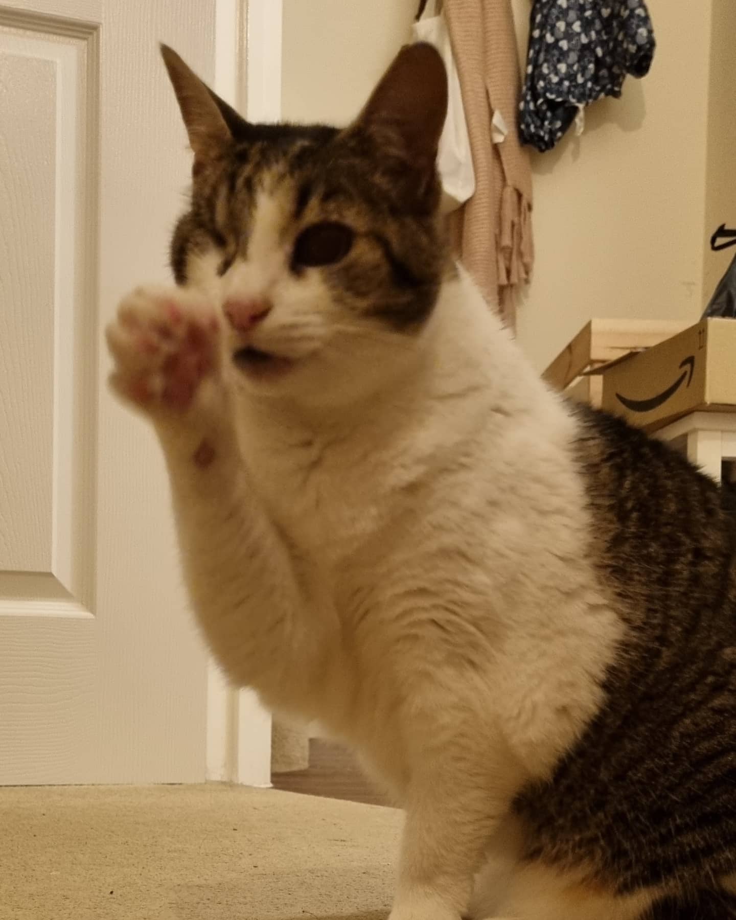A cat in Jackie's care