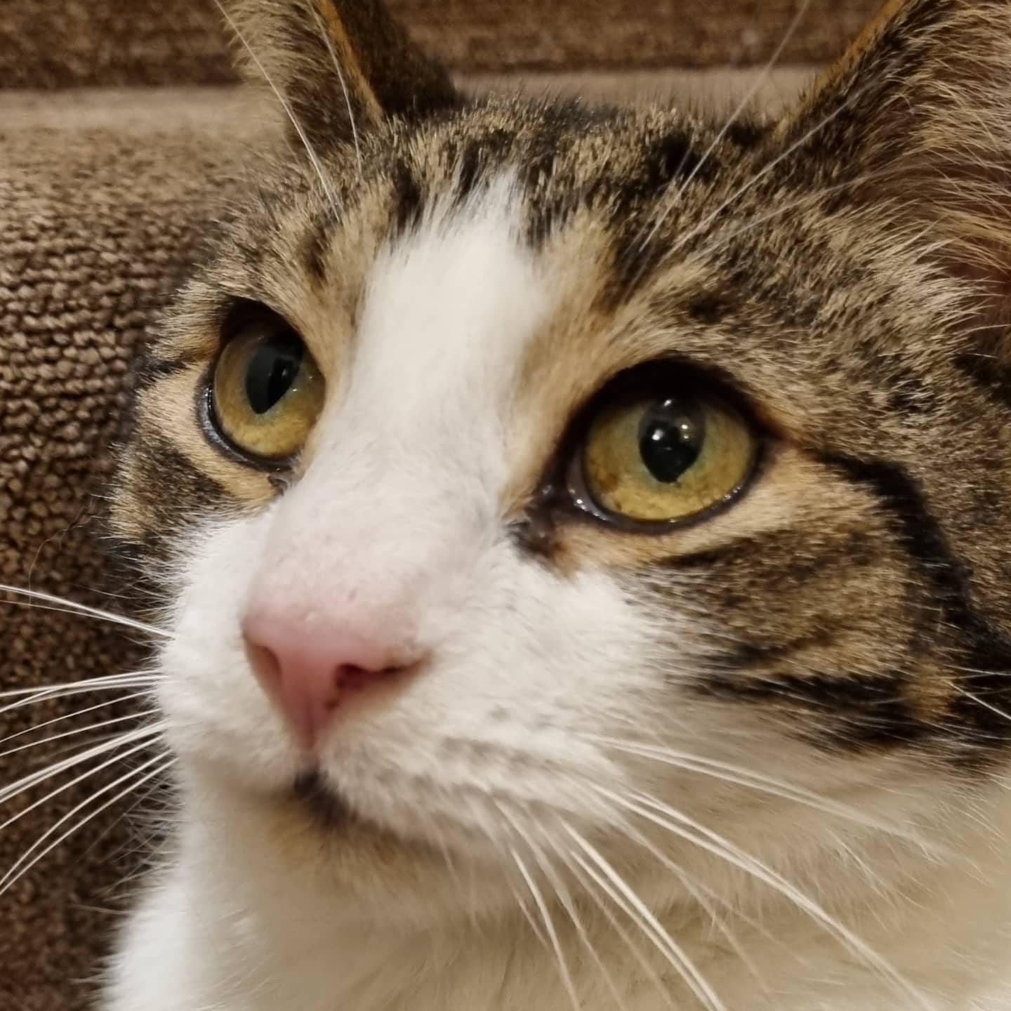 A cat in Jackie's care
